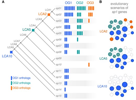 <i>Bridge</i>: A New Algorithm for Rooting Orthologous Genes in Large-Scale Evolutionary Analyses