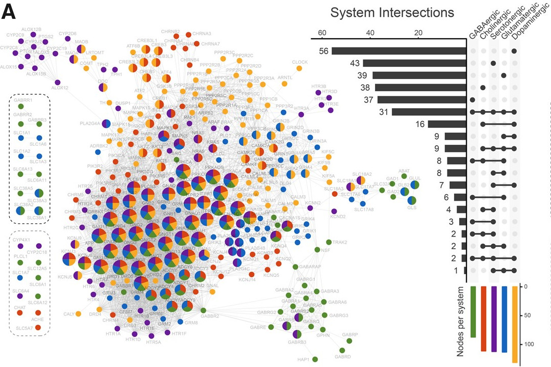 From Viscardi et al, 2020. Human neurotransmission protein-protein interaction network. Nodes represent proteins, whereas edges represent the interactions among them. Node size is proportional to the number of neuronal pathways it participates (i.e., GABAergic, cholinergic, serotonergic, glutamatergic, and dopaminergic). The UpSet diagram depicts how nodes are distributed among pathways (e.g., 31 genes take part in all five pathways).