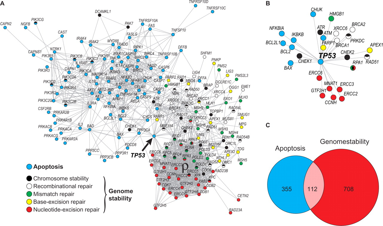 From Castro et al., 2008. Human apoptosis and genome-stability gene network.