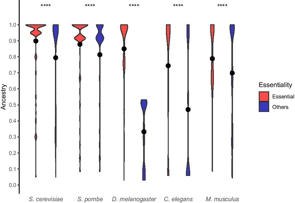 From De Souza, 2021. Ancestry distribution of essential and other genes. Values tending to 1 indicate the oldest genes and values tending to 0 indicate the youngest genes. Black dot is the mean ancestry value for each ancestry distribution. Wilcoxon test, ****p-value < 0.0001.